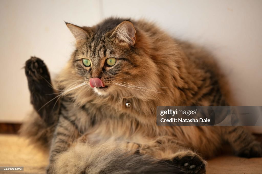 Maine coon cat licking nose