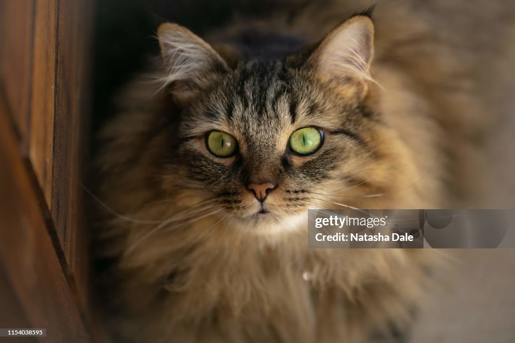 Maine coon cat green eyes