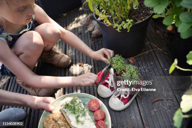 two children harvesting cress from plants grown in recycled shoes, to add to a vegetarian sandwich - frischkäse stock-fotos und bilder