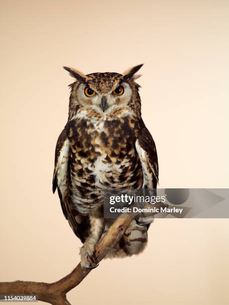 bird of prey eagle owl - eule stock-fotos und bilder