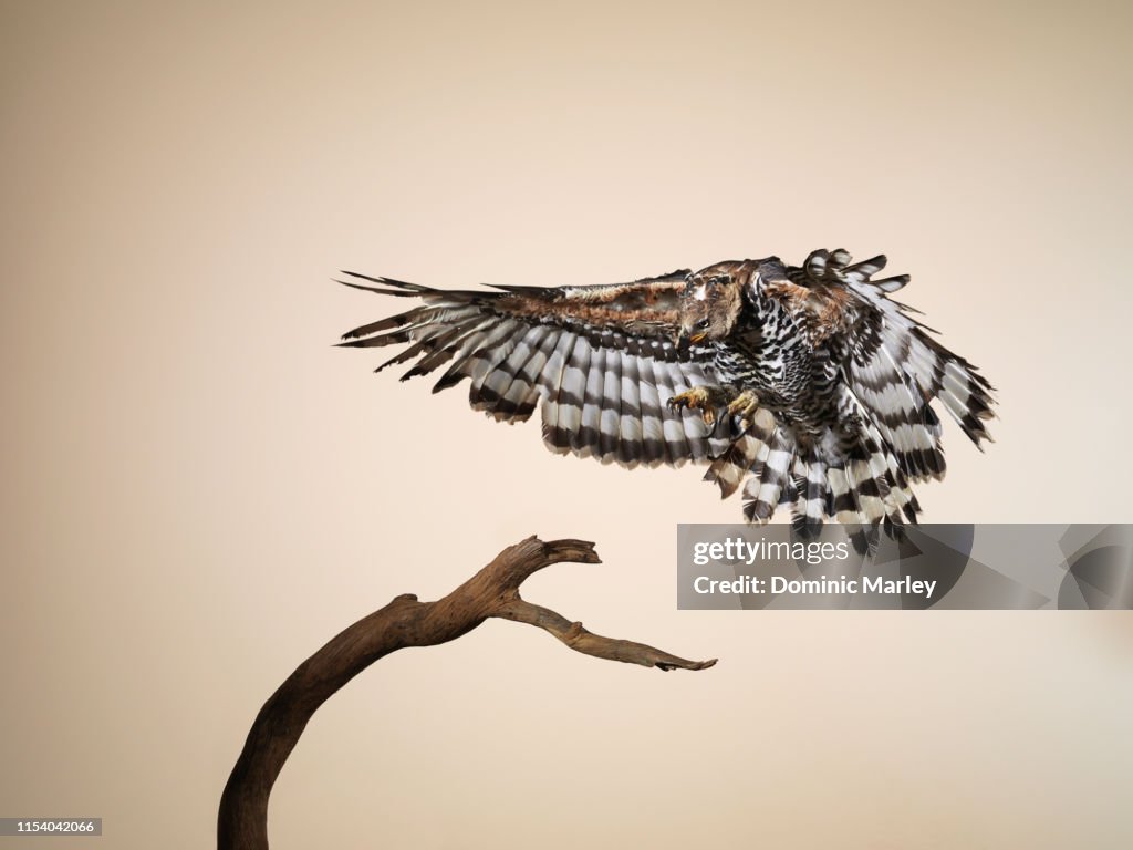 Bird of Prey Crowned Eagle landing on perch