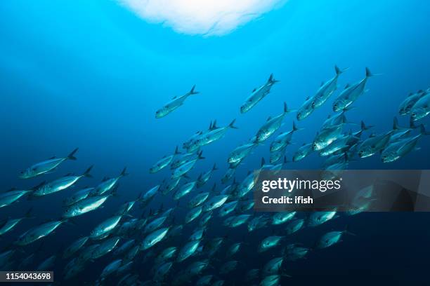 school of bigeye trevally caranx sexfasciatus moving down, raja ampat, indonesien - makreel stock-fotos und bilder