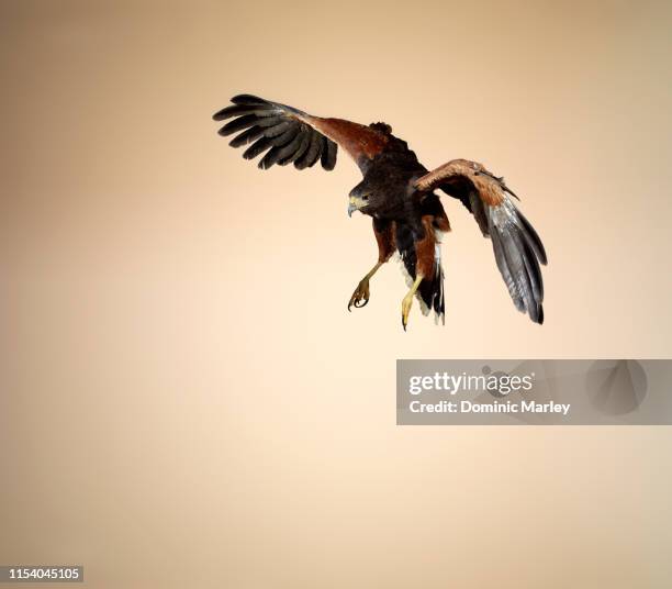 bird of prey harris hawk - harris hawk stock pictures, royalty-free photos & images