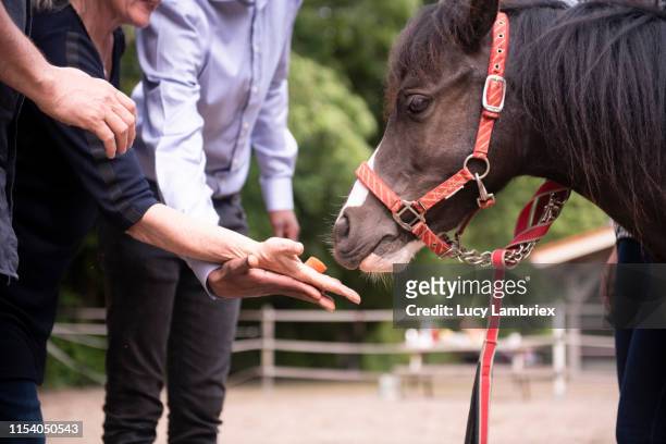 business team giving a snack to a horse after training - black pony stock pictures, royalty-free photos & images