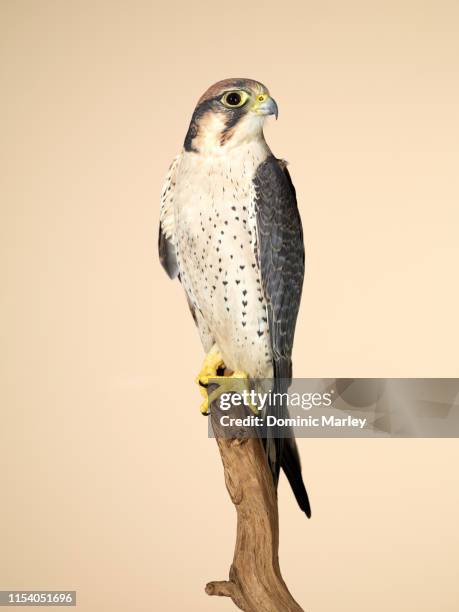 bird of prey peregrine falcon - perch stock pictures, royalty-free photos & images