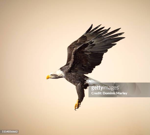 bird of prey bald eagle in flight - accipitridae stock pictures, royalty-free photos & images