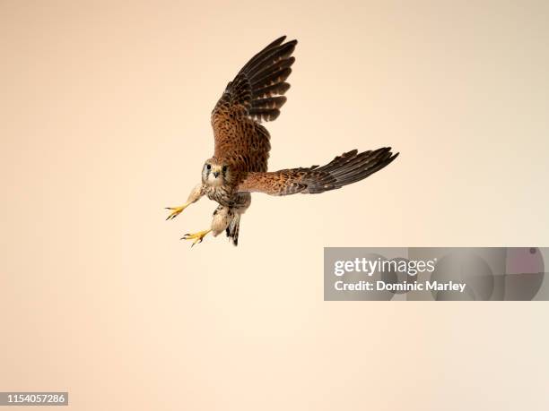 bird of prey kestrel - falk bildbanksfoton och bilder