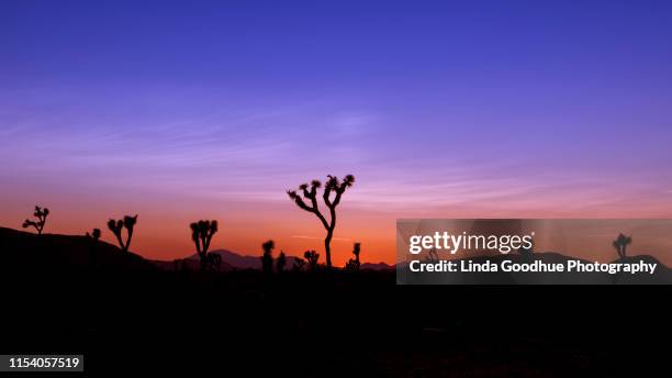 joshua tree silhouettes - joshua-tree-silhouette stock pictures, royalty-free photos & images