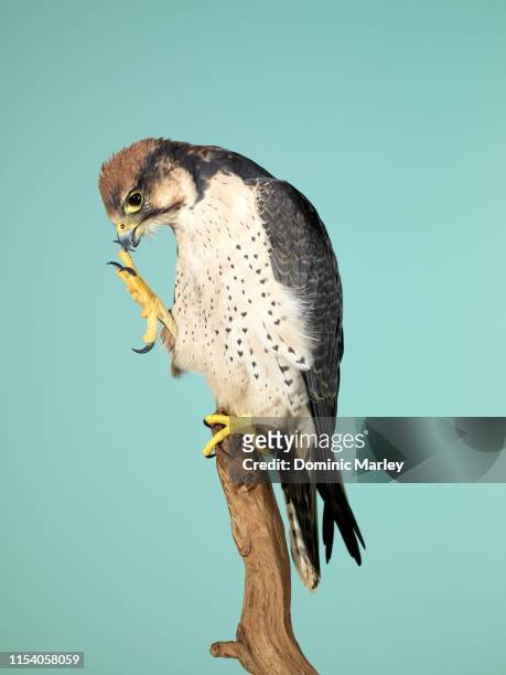bird of prey peregrine falcon - uppflugen på en gren bildbanksfoton och bilder