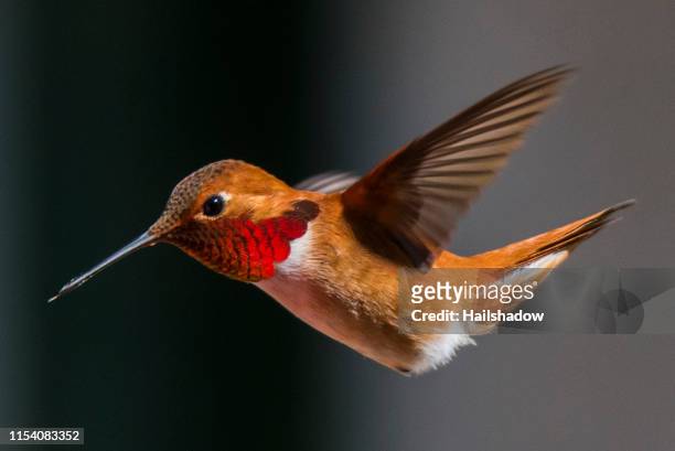 rufous hummingbird close-up - colibri stock pictures, royalty-free photos & images