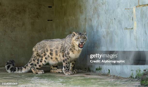 snow leopard - snow leopard print stock pictures, royalty-free photos & images