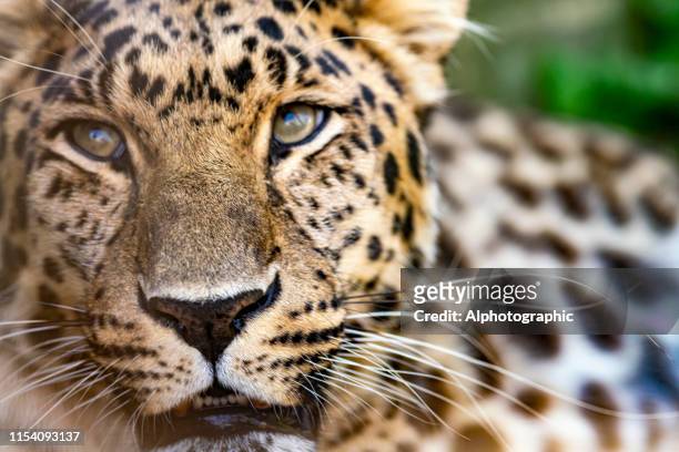 amur leopard - amur leopard stock-fotos und bilder