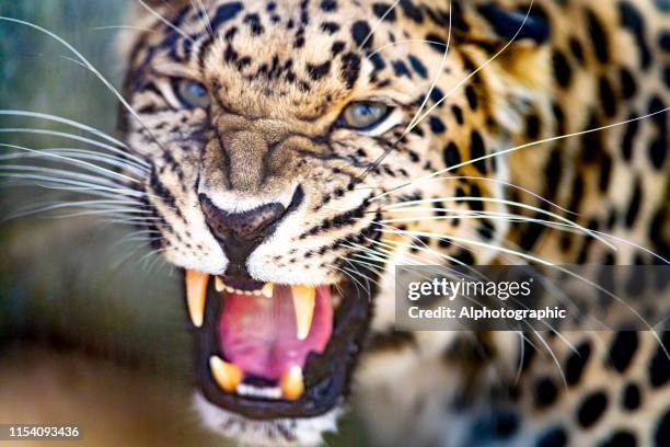 el amur leopard - amur leopard fotografías e imágenes de stock