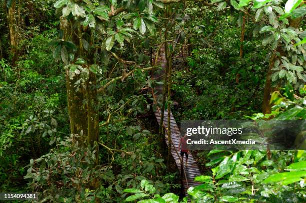 volwassen mannelijke toeristische wandelen in het regenwoud in het nationaal park van de nationale - eiland borneo stockfoto's en -beelden