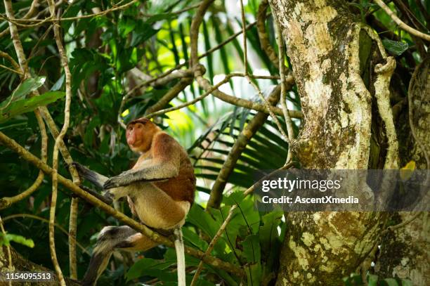 熱帯雨林の枝に座る口吻モンキー - サラワク州 ストックフォトと画像