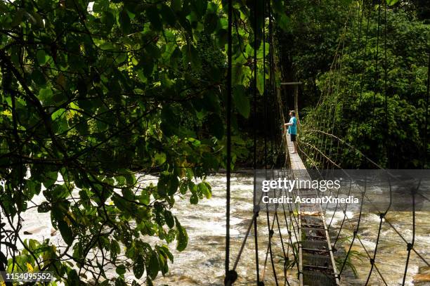 male hiker exploring the jungle from footbridge - gunung mulu national park stock pictures, royalty-free photos & images