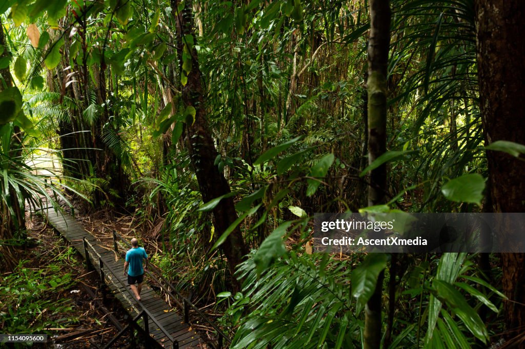 Male tourist hiking on boardwalk in rainforest