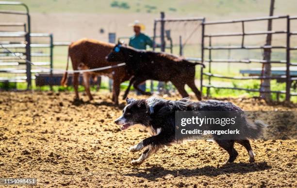 hard working farm dog - trained dog stock pictures, royalty-free photos & images