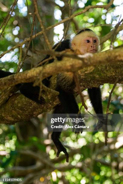 un mono cariblanca, cara blanca o capuchino tumbado en la rama de un árbol en un bosque tropical de la costa de costa rica - mono capuchino stock-fotos und bilder