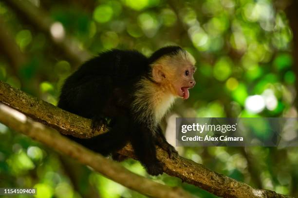 una cría de mono cariblanca, cara blanca o capuchino saca la lengua en un bosque tropical de la costa de costa rica - mono capuchino stock pictures, royalty-free photos & images
