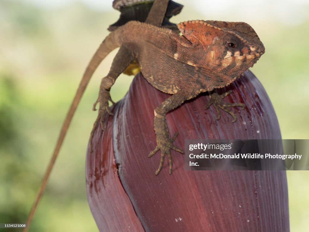 Helmeted iguana