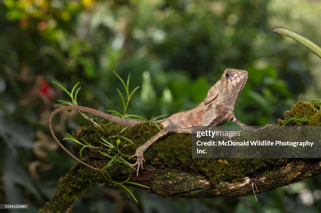 Helmeted iguana