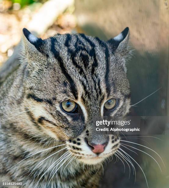 fishing cat lying down - prionailurus viverrinus stock pictures, royalty-free photos & images