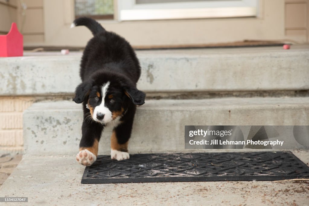 Sweet Bernese Mountain Dog Puppy at 8 weeks Old Walks Down Steps