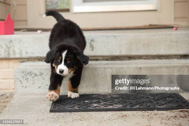 sweet bernese mountain dog puppy at 8 weeks old walks down steps - san bernardo fotografías e imágenes de stock