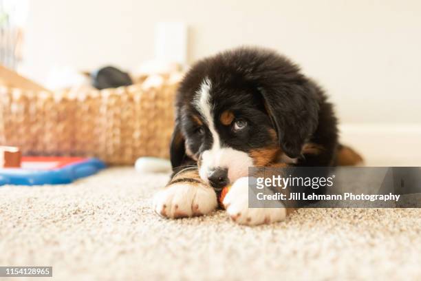 sweet bernese mountain dog puppy at 8 weeks old is indoors playing and sleeping - dogs life royals and their dogs stock-fotos und bilder