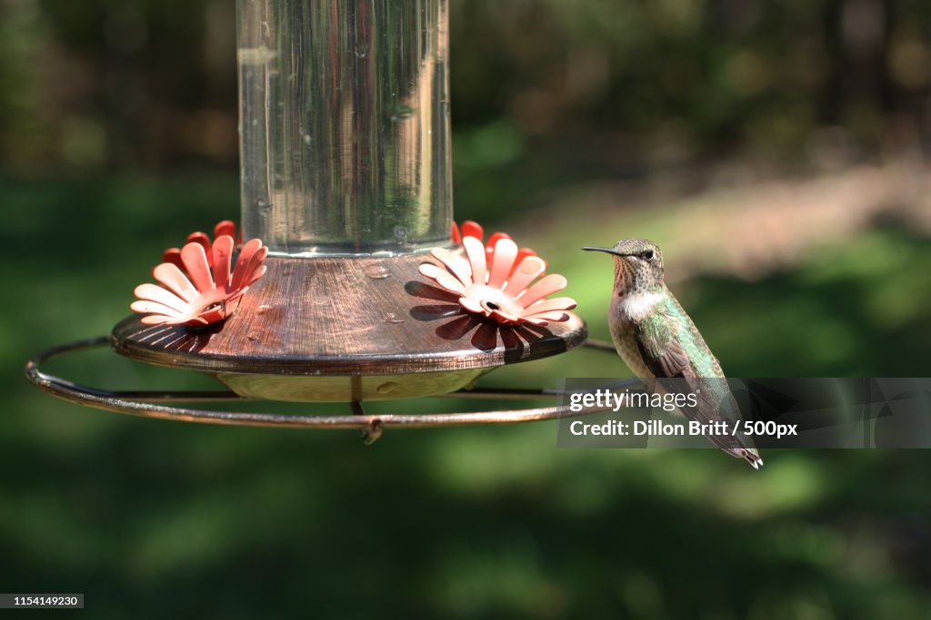Hummingbird