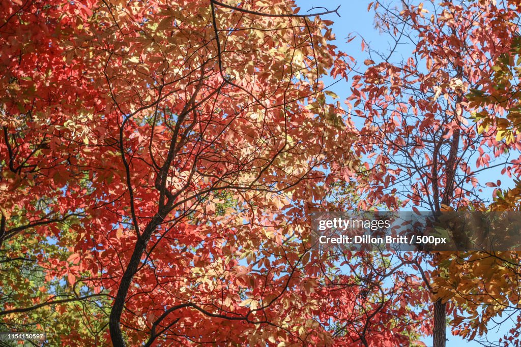 View of autumn trees