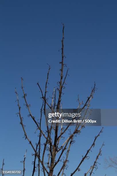 Sky Tree, Stockfoto