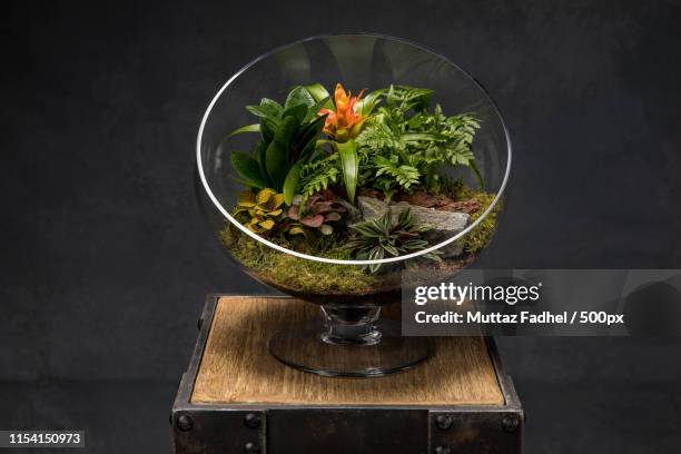 terrarium indoor plants - terrarium imagens e fotografias de stock