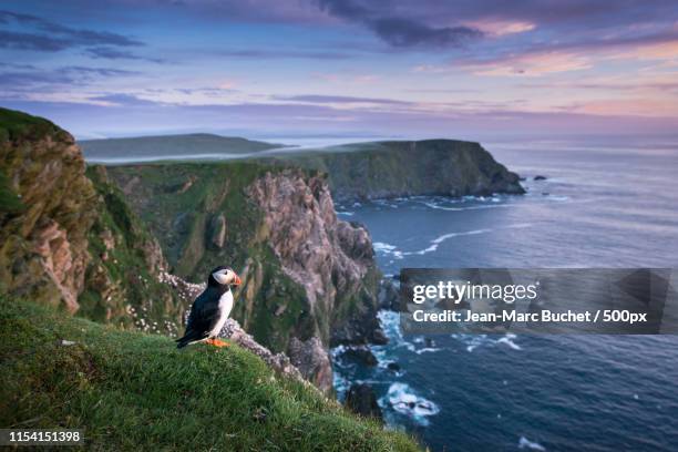puffin standing on a cliff edge - papageitaucher stock-fotos und bilder