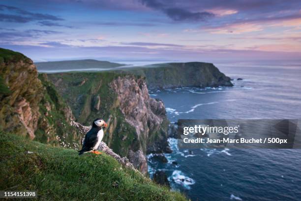 puffin standing on a cliff edge - sea water bird stock pictures, royalty-free photos & images