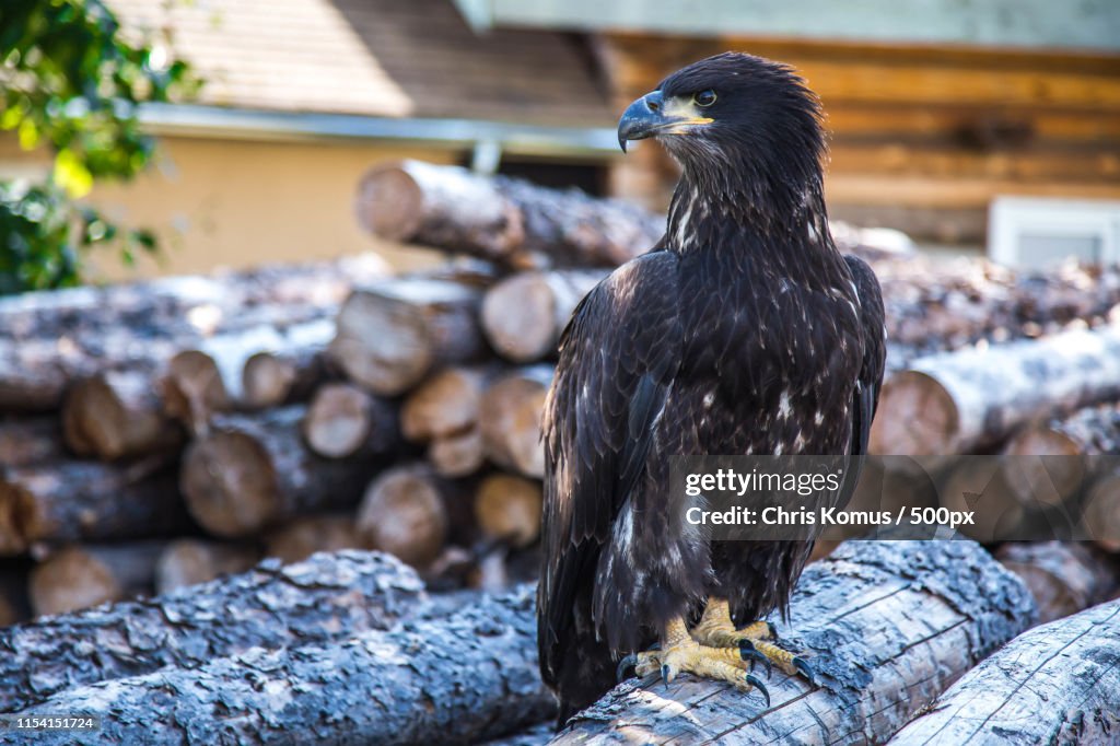 Eddie The Eagle On Logs