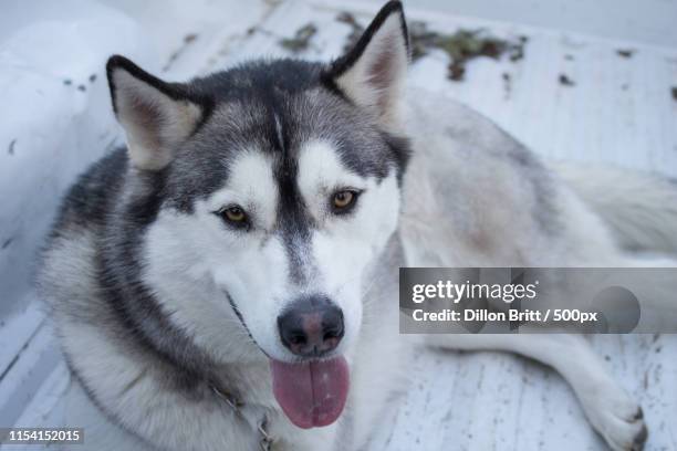 Dog Photo High-Res Stock Photo