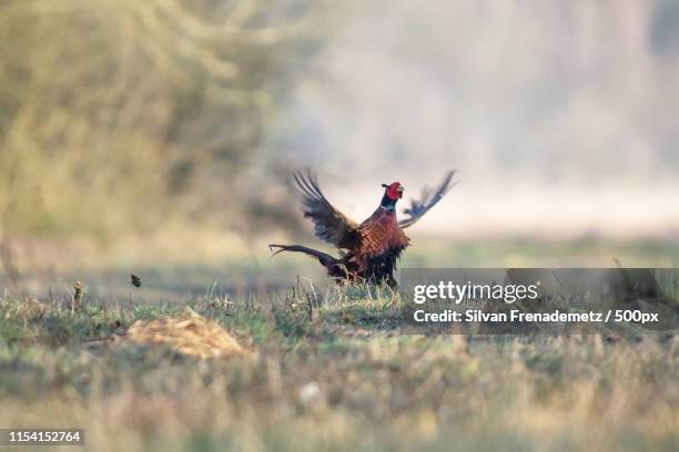 pheasant - manitoulin stock pictures, royalty-free photos & images