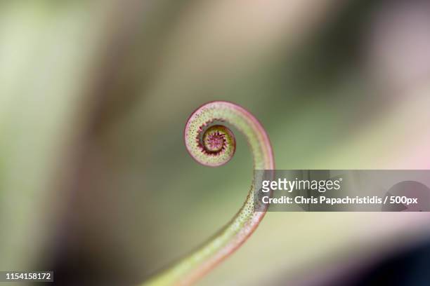 nature's fibonacci spiral - fibonacci photos et images de collection