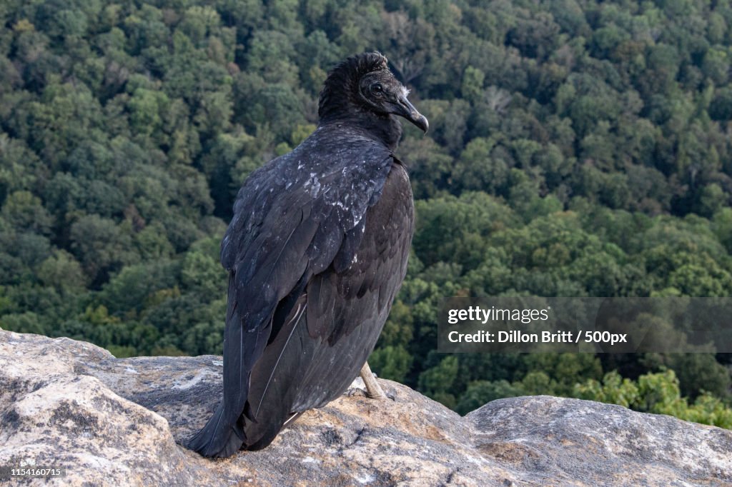 The Black Vulture