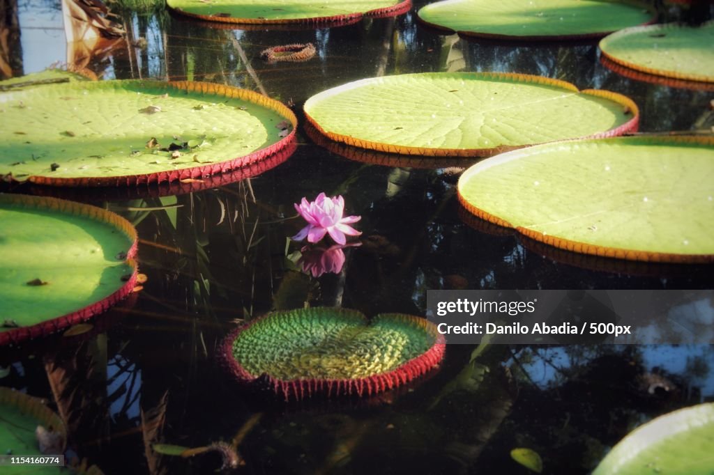 Victoria Regia