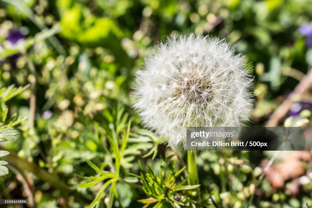 Dandelion