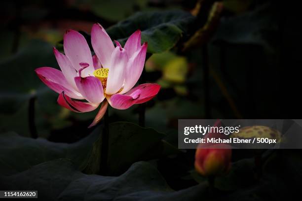 lotus flower - lotusblume stock pictures, royalty-free photos & images