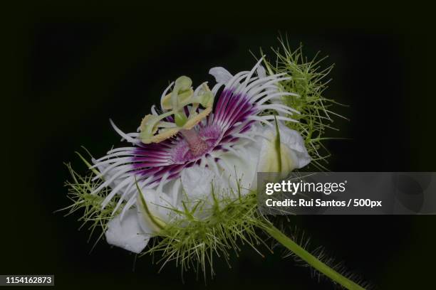 passiflora sp - passion fruit flower images stock pictures, royalty-free photos & images