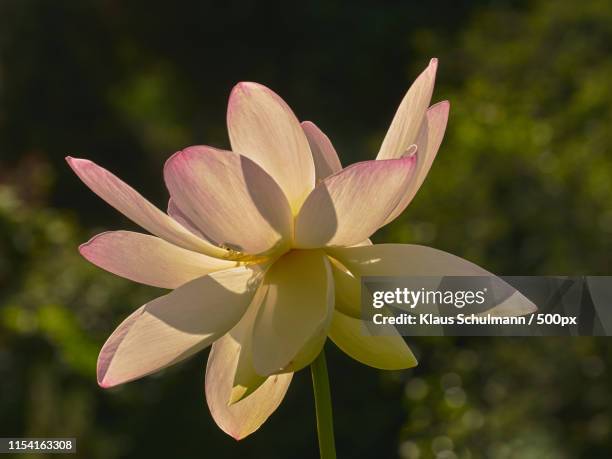 lotus - lotusblume stock pictures, royalty-free photos & images