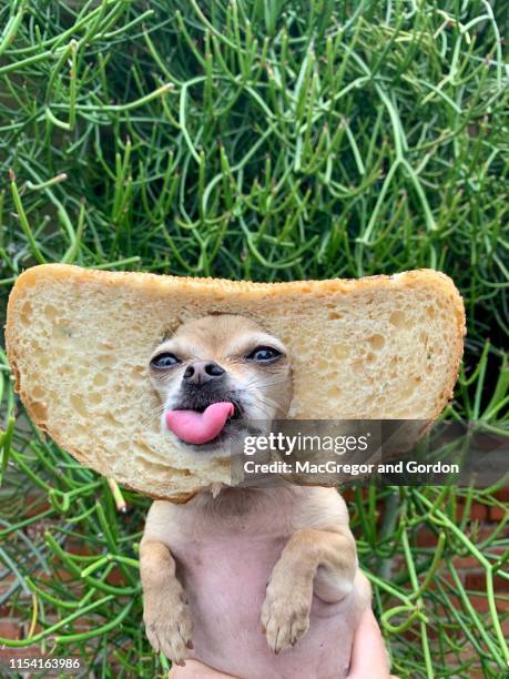 chihuahua wearing slice of bread - brot mund stock-fotos und bilder