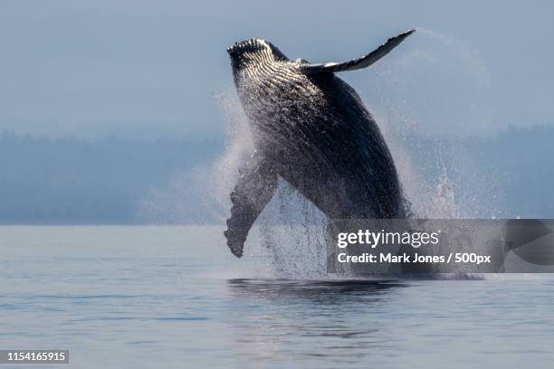 launched - whale jumping stock pictures, royalty-free photos & images
