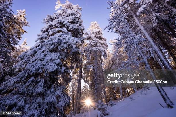 Câmpulung Moldovenesc Photos and Premium High Res Pictures Getty Images