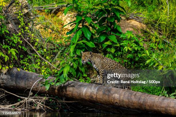 jaguar in the jungle of surinam - gazon stock pictures, royalty-free photos & images